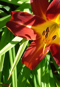 Garden Flower