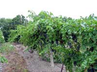 Vineyard